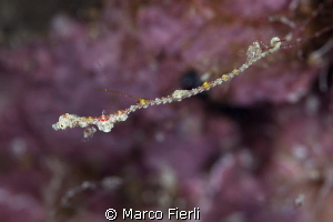 The elusive Kyonemichthys rumengani by Marco Fierli 
